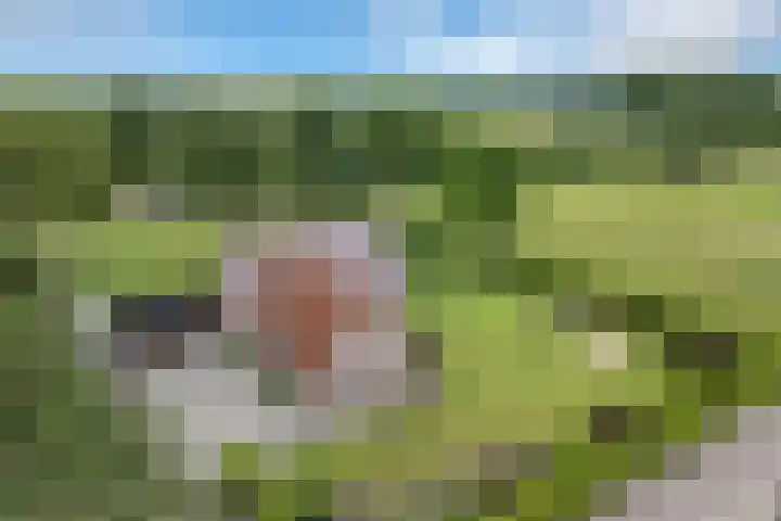 Sibculoseweg 61 Westerhaar-Vriezenveensewijk thumbnail 4