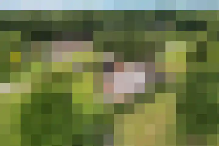 Sibculoseweg 61 Westerhaar-Vriezenveensewijk thumbnail 42