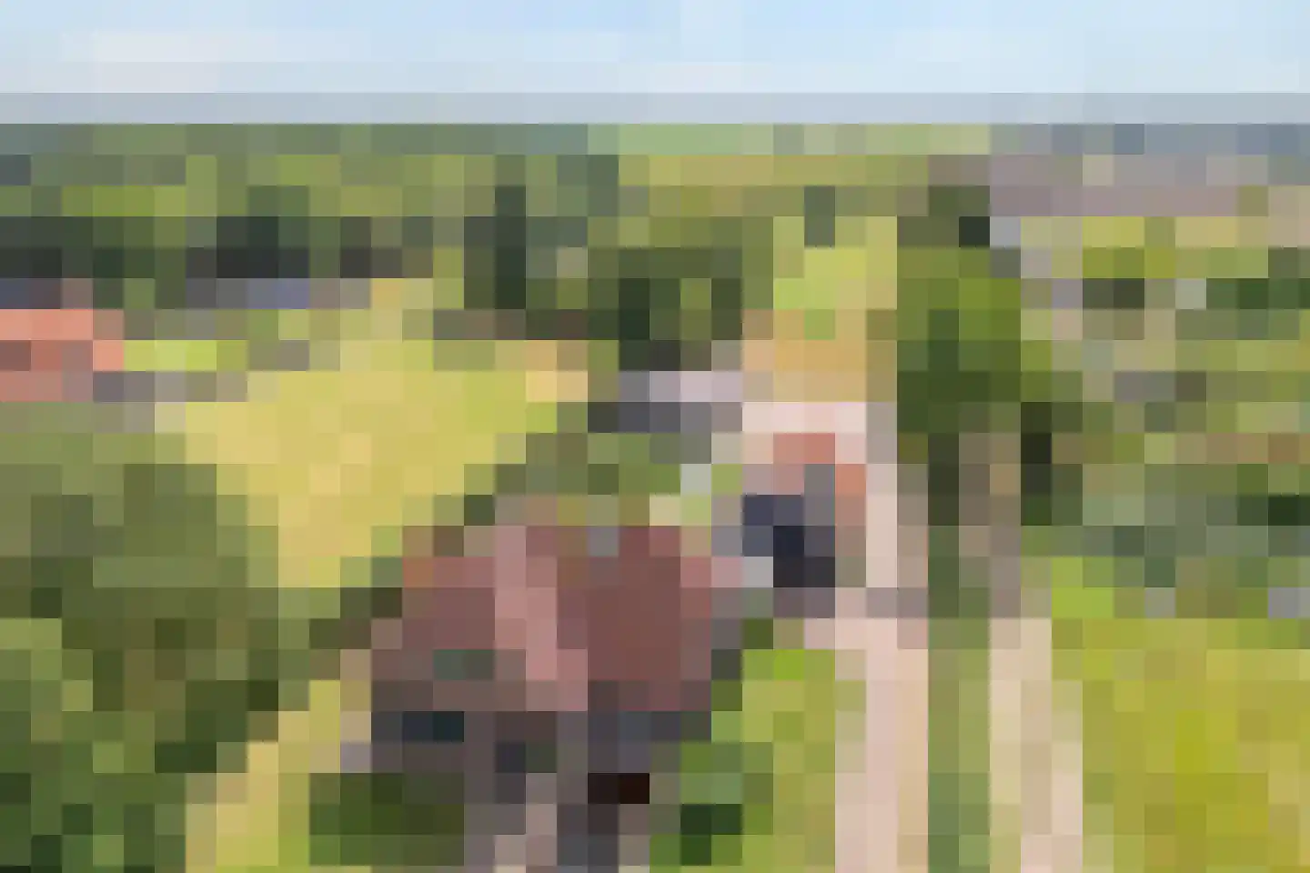 Sibculoseweg 78 Westerhaar-Vriezenveensewijk thumbnail 27