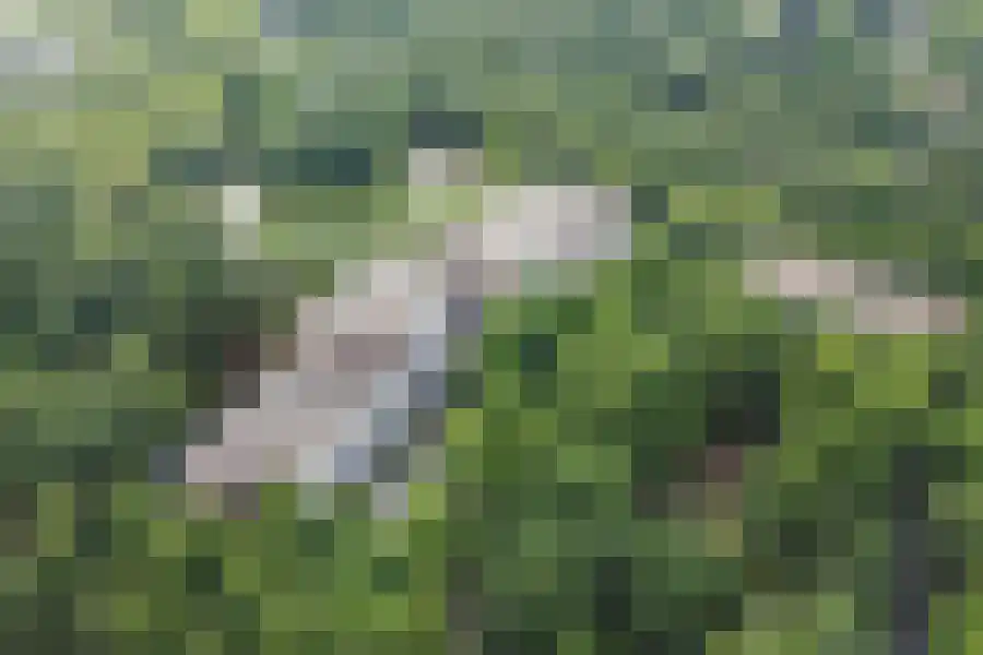 Sibeliuspark 459 Oss thumbnail 7