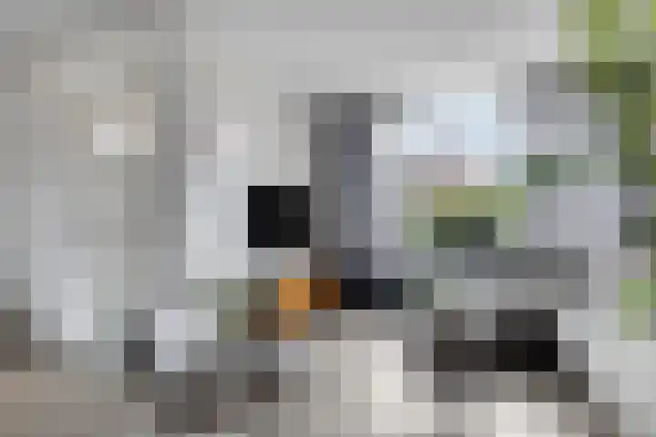 Sibeliusstraat 36 Bergen op Zoom thumbnail 8