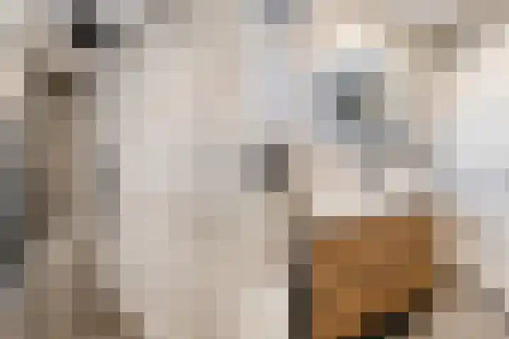 Sibrandaheerd 56 Groningen thumbnail 4