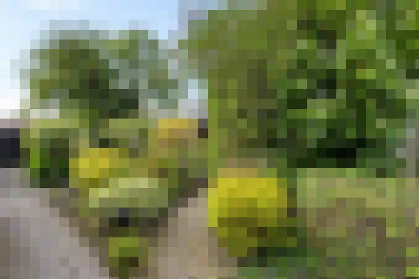 Sichte 3 Ureterp thumbnail 34