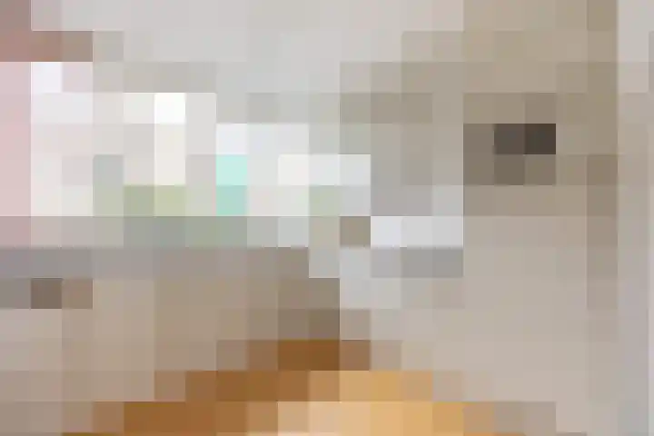 Siem Leenestraat 8 Den Haag thumbnail 16