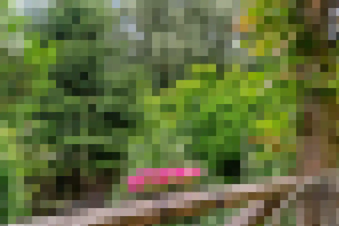 Sierduif 13 Nieuwegein thumbnail 22