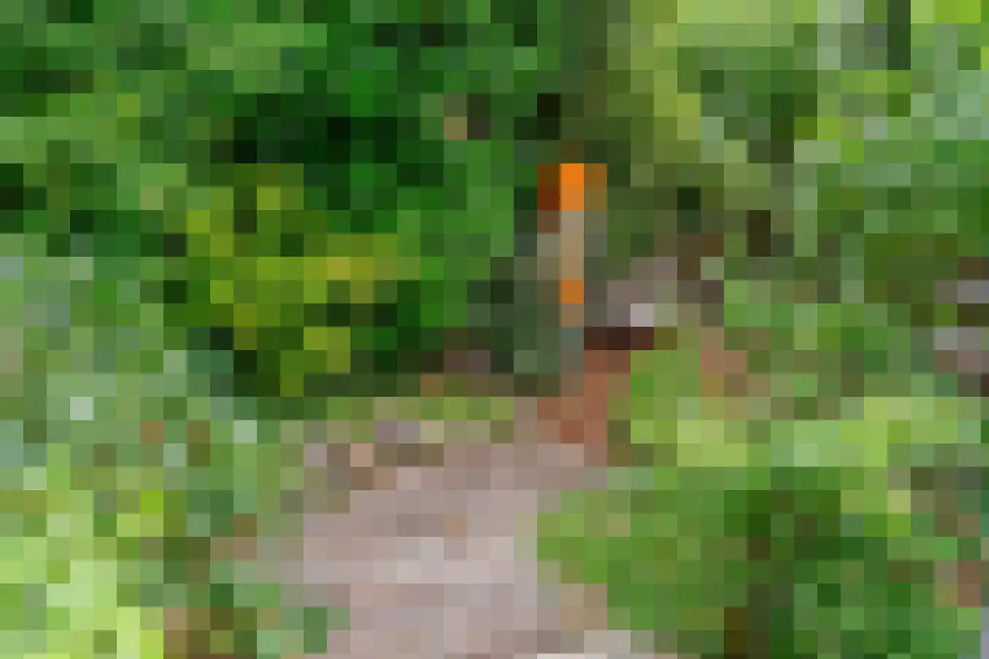 Sierduif 13 Nieuwegein thumbnail 24