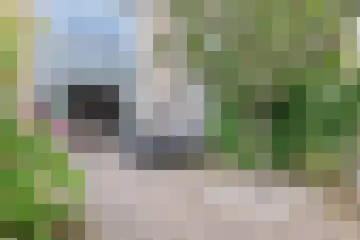 Siergaarde 109 Rijswijk thumbnail 18