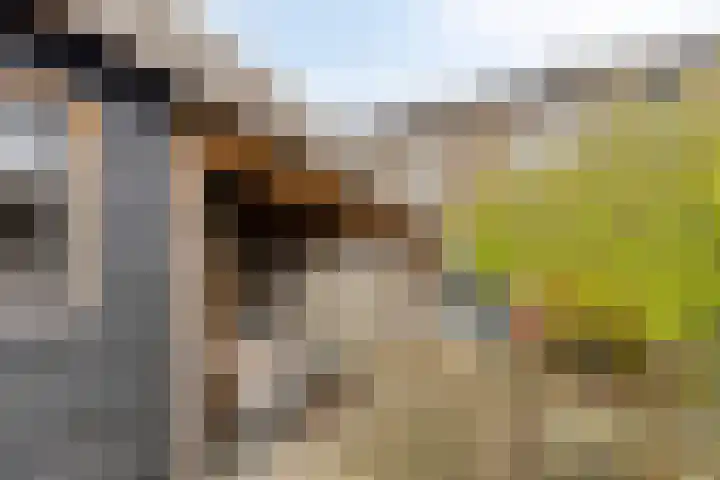 Sigarenmaker 9 Oost West en Middelbeers thumbnail 32