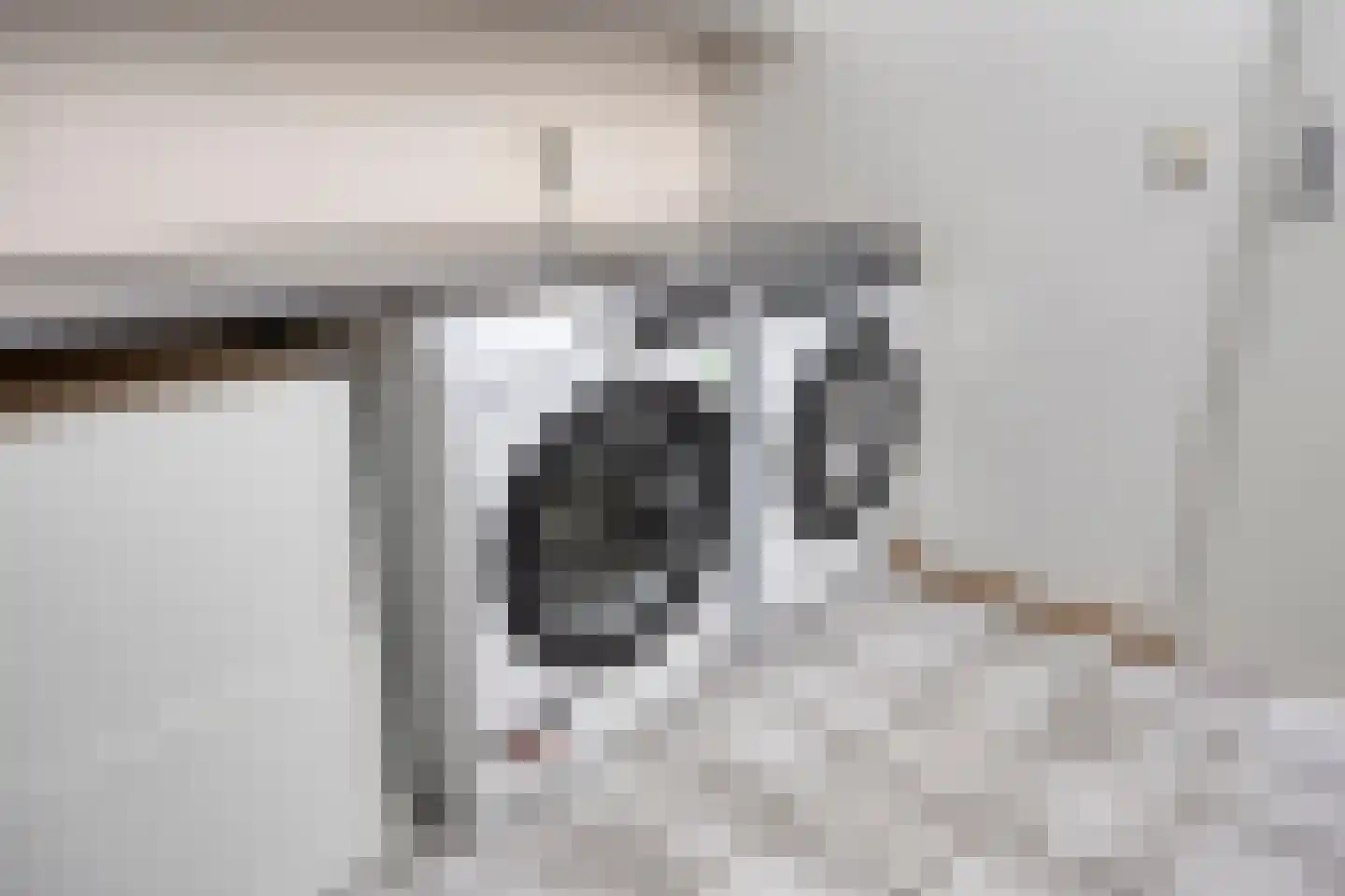 Sijs 4 Boxmeer thumbnail 21