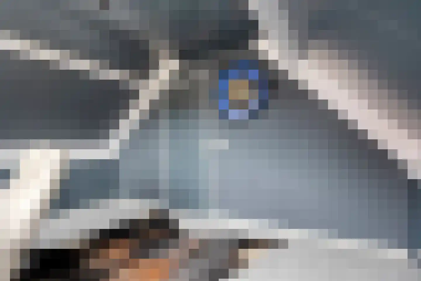 Sijs 4 Boxmeer thumbnail 31