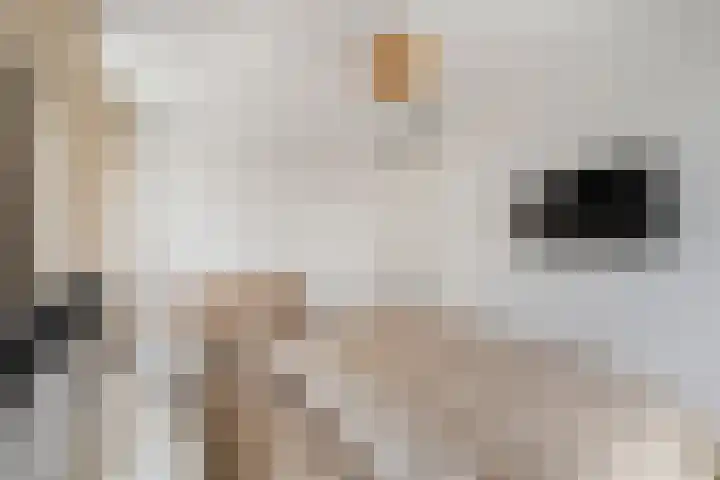 Sikkel 9 't Zand thumbnail 30