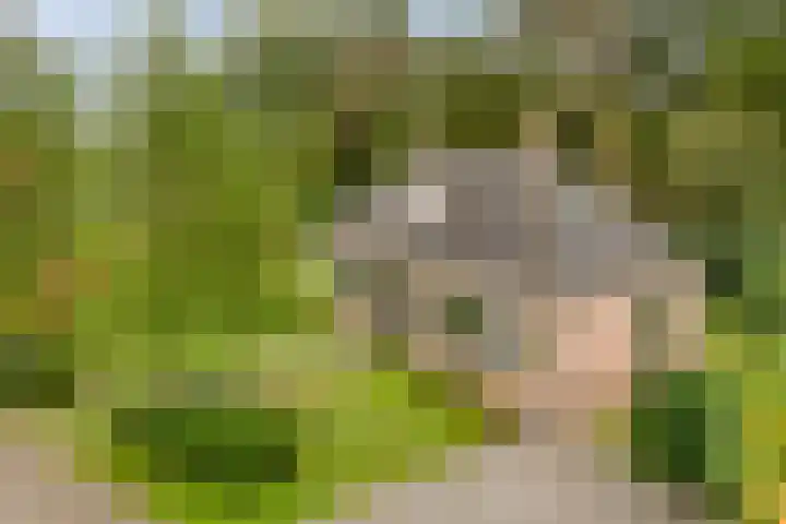 Sikkelerweg 8 58 Ruurlo thumbnail 42