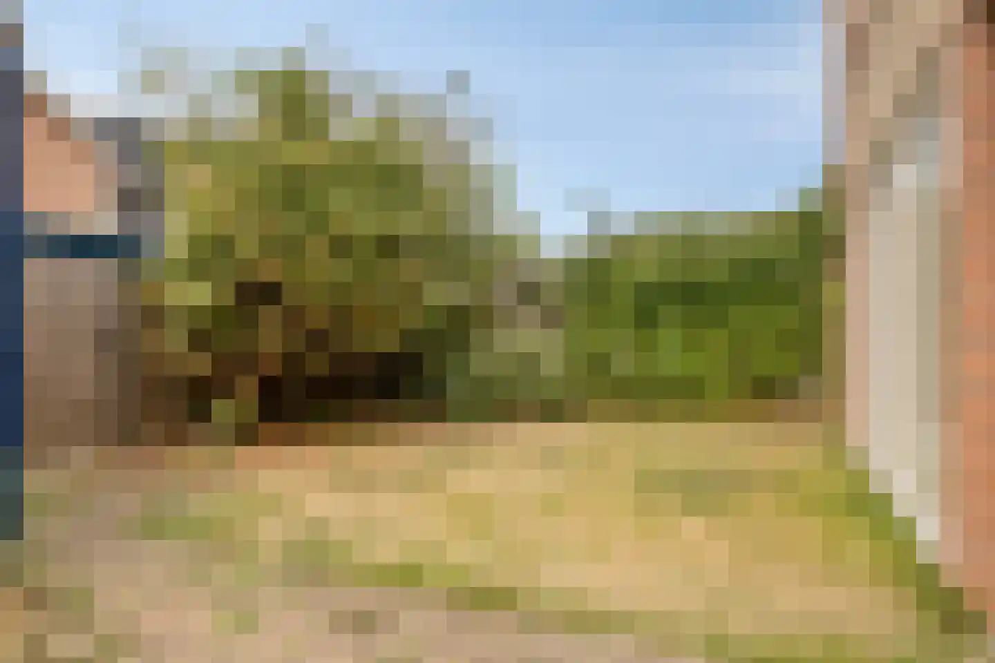 Sikkelkruid 20 Amersfoort thumbnail 28