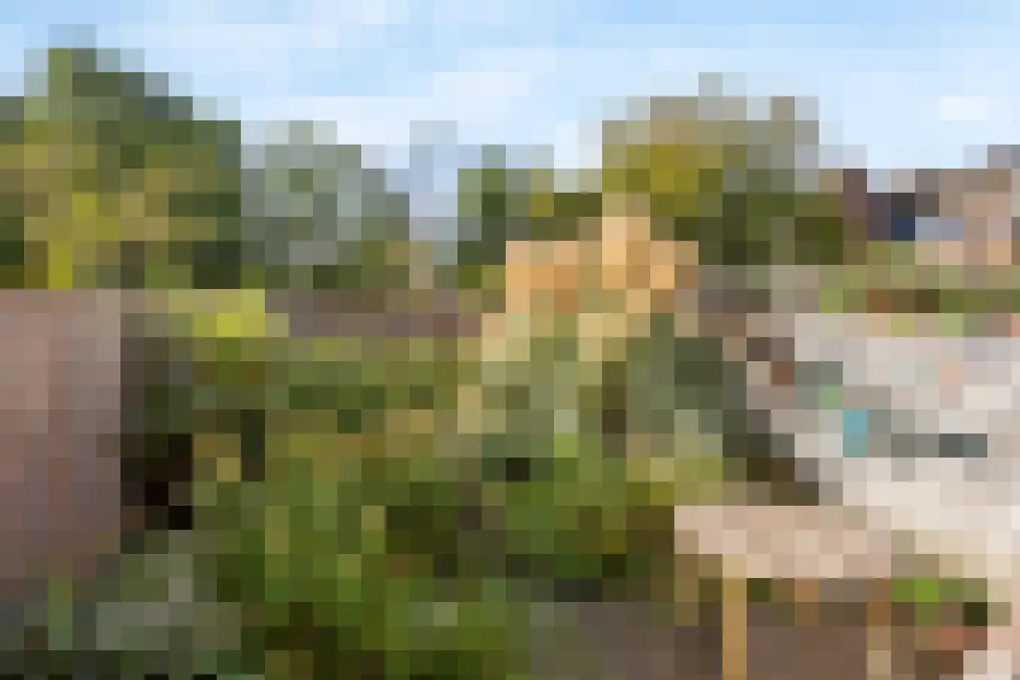 Sikkelkruid 5 Nieuwerkerk aan den IJssel thumbnail 19