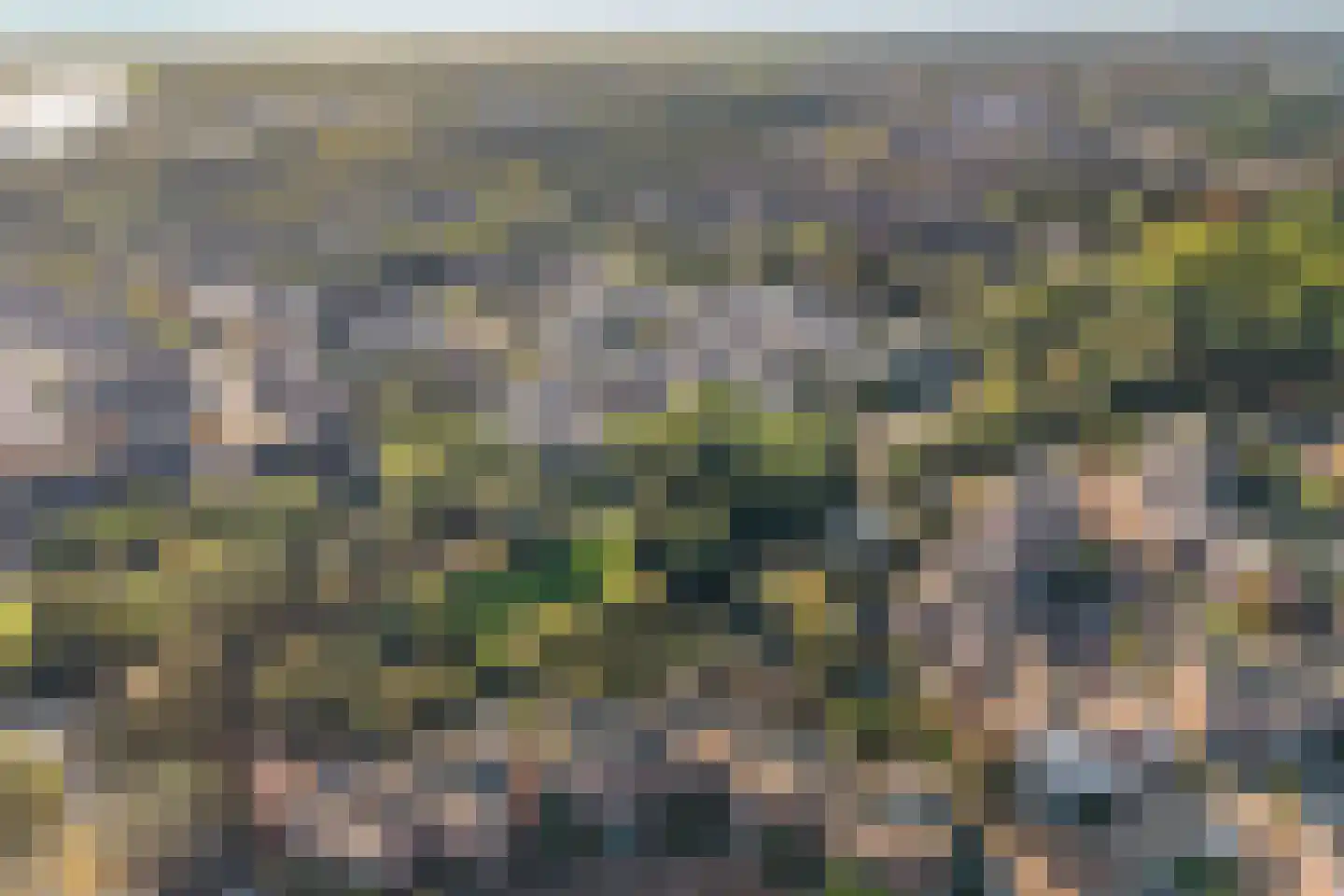 Sikkelkruid 5 Nieuwerkerk aan den IJssel thumbnail 60