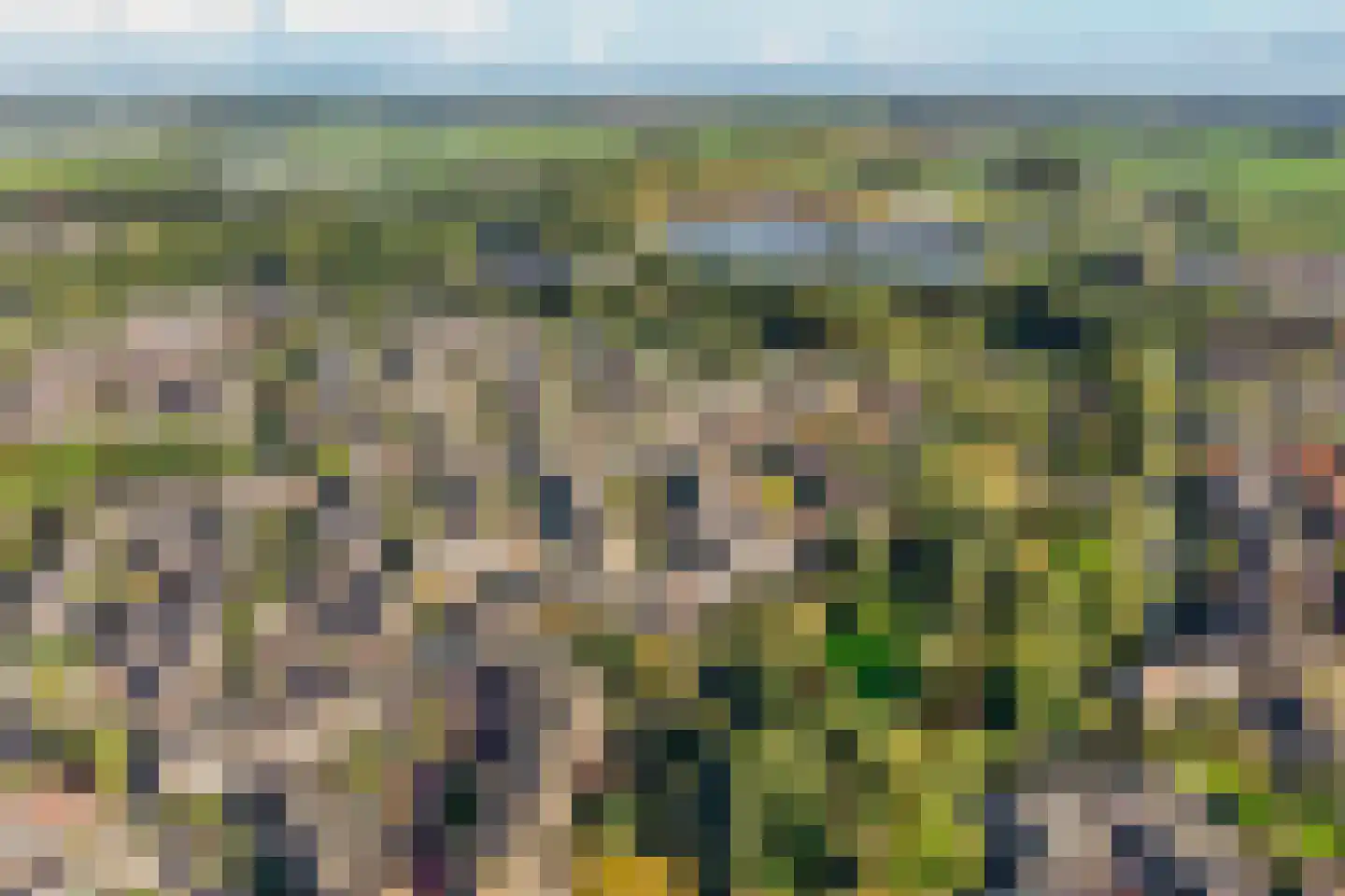 Sikkelkruid 5 Nieuwerkerk aan den IJssel thumbnail 61