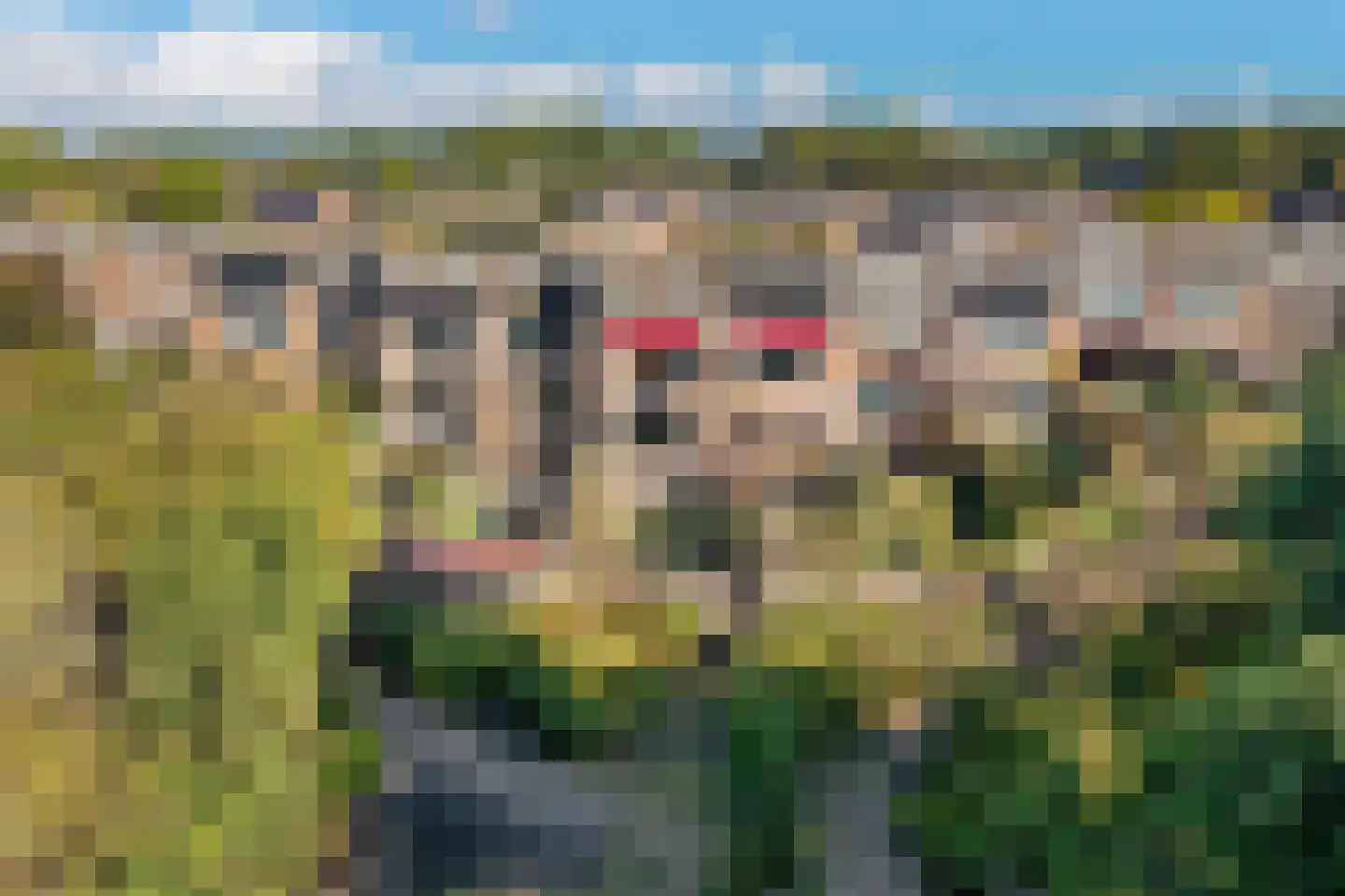 Sikkelkruid 5 Nieuwerkerk aan den IJssel thumbnail 63