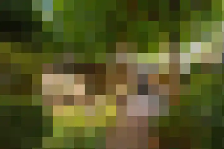 Sikkelkruid 51 Amersfoort thumbnail 50
