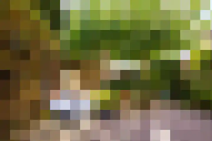 Sikkelkruid 51 Amersfoort thumbnail 51