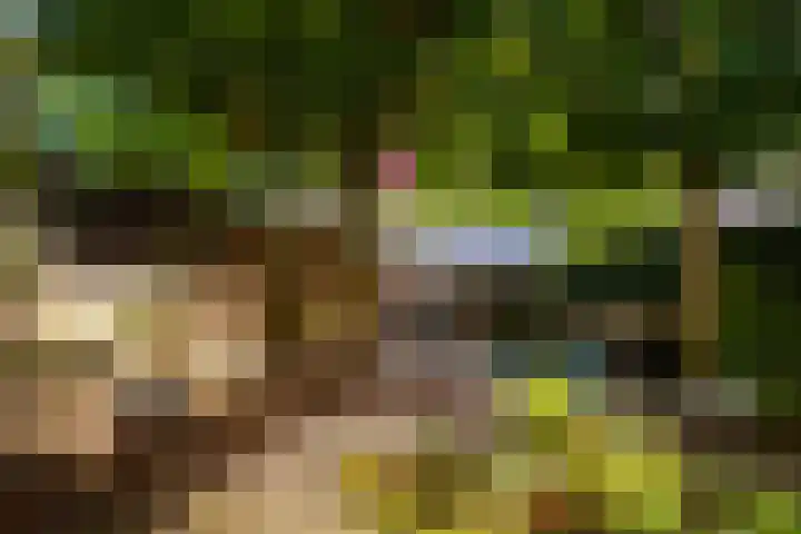 Sikkelkruid 51 Amersfoort thumbnail 52
