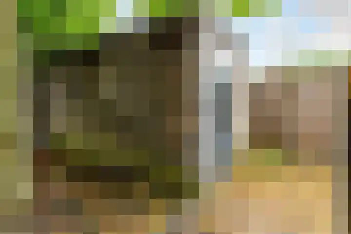 Sikkelkruid 51 Amersfoort thumbnail 56