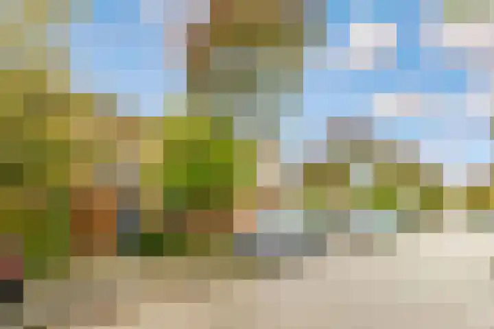 Sikkelkruid 51 Amersfoort thumbnail 62