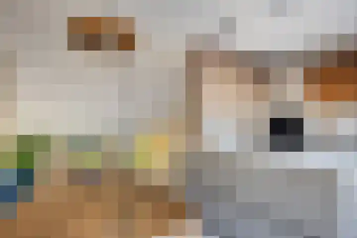 Sikkelkruid 6 Nieuwerkerk aan den IJssel thumbnail 15