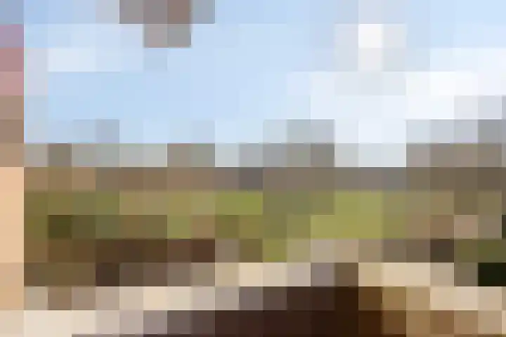 Sikkelkruid 6 Nieuwerkerk aan den IJssel thumbnail 27