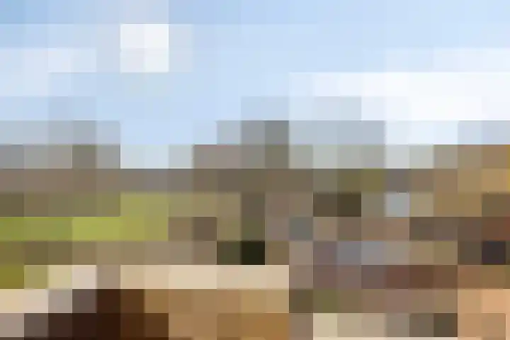 Sikkelkruid 6 Nieuwerkerk aan den IJssel thumbnail 4