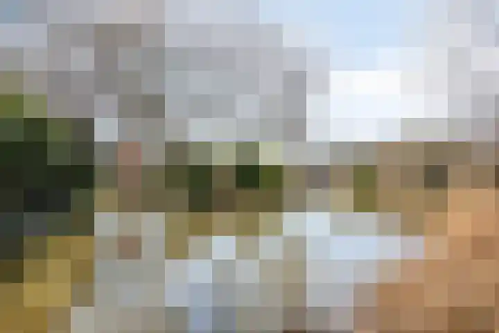 Sikkelkruid 6 Nieuwerkerk aan den IJssel thumbnail 42