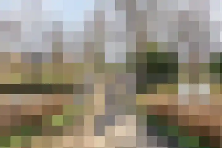 Sikkelkruid 6 Nieuwerkerk aan den IJssel thumbnail 43