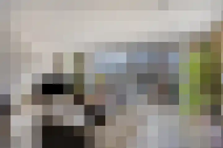 Sikkelkruid 6 Nieuwerkerk aan den IJssel thumbnail 7