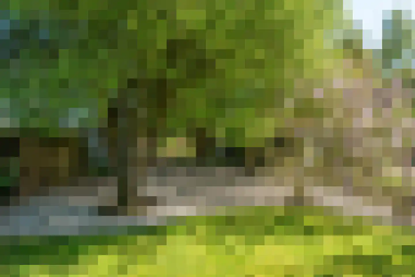 Siktaris Eringawyk 1 Drachtstercompagnie thumbnail 48