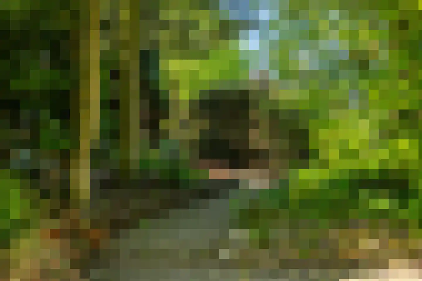 Siktaris Eringawyk 1 Drachtstercompagnie thumbnail 50