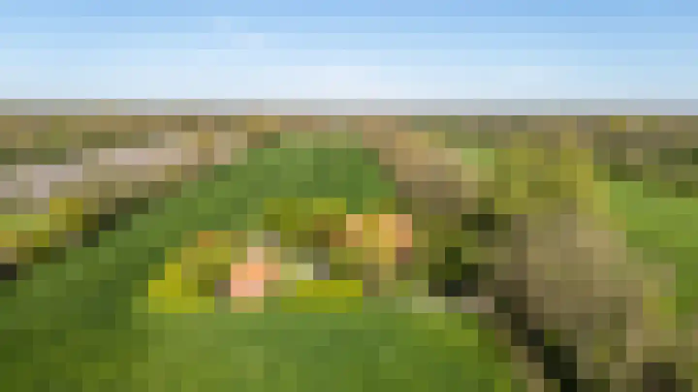 Siktaris Eringawyk 1 Drachtstercompagnie thumbnail 59
