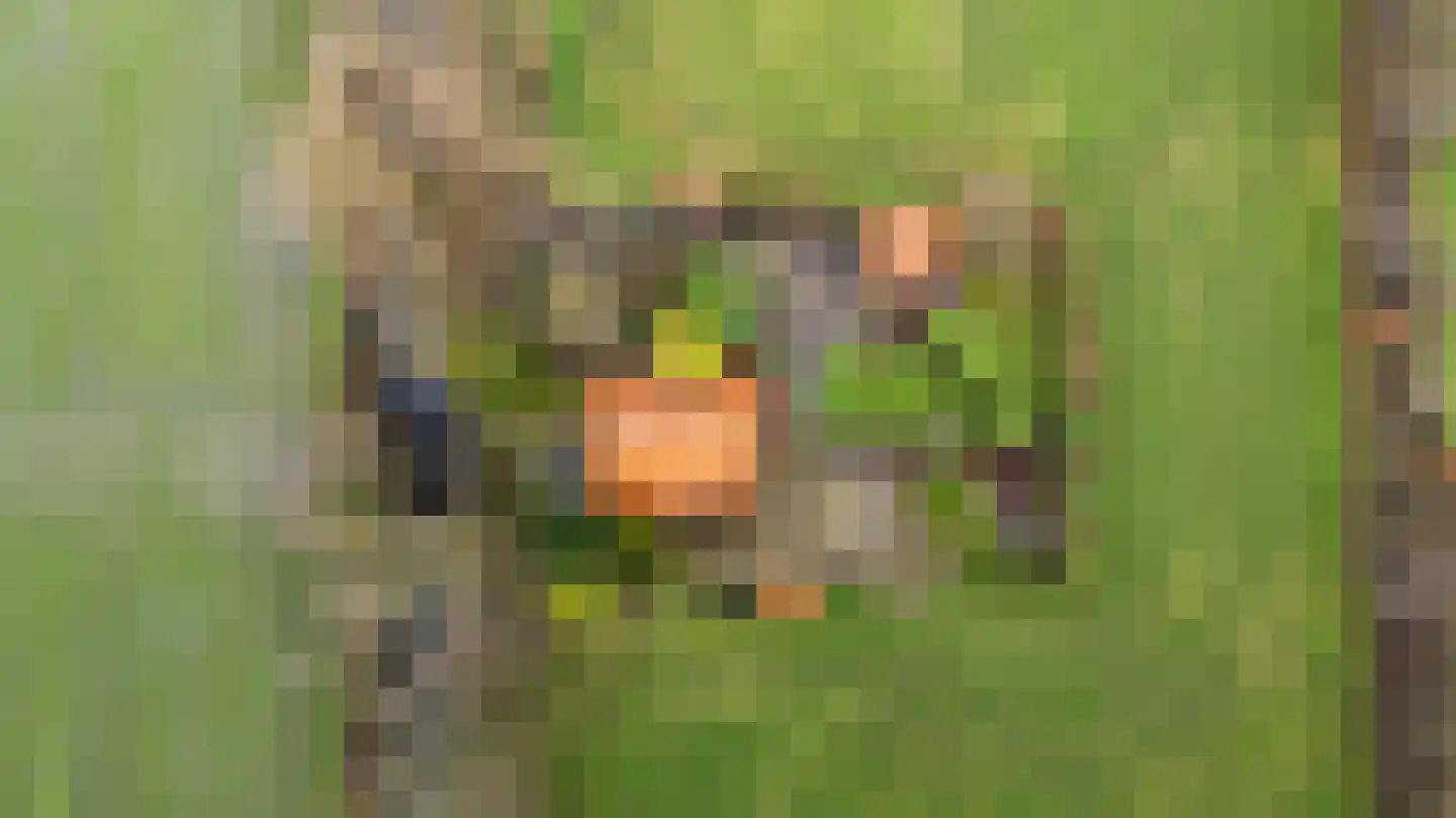 Siktaris Eringawyk 1 Drachtstercompagnie thumbnail 6