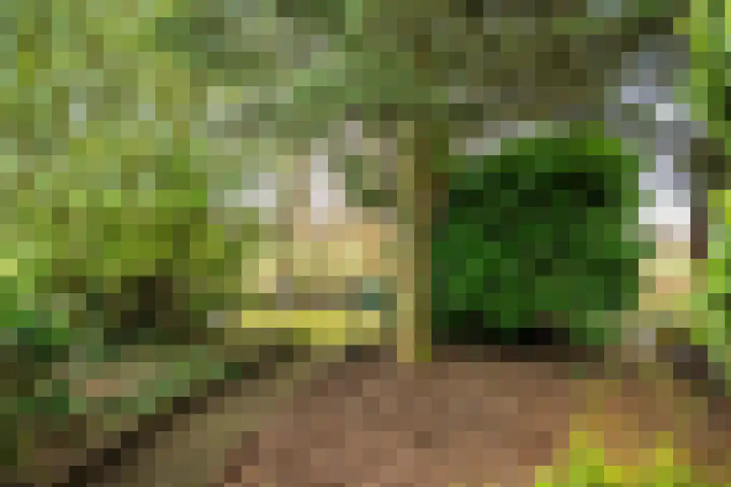 Siktaris Eringawyk 1 Drachtstercompagnie thumbnail 62