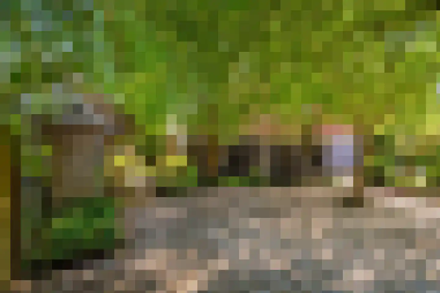 Siktaris Eringawyk 1 Drachtstercompagnie thumbnail 9