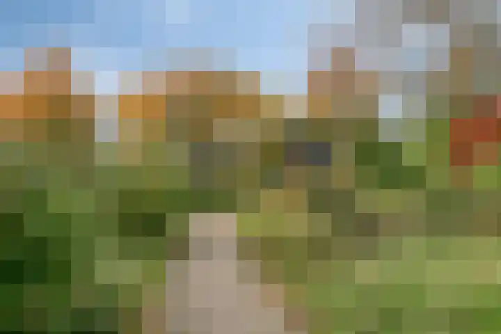 Silene 87 Kampen thumbnail 44