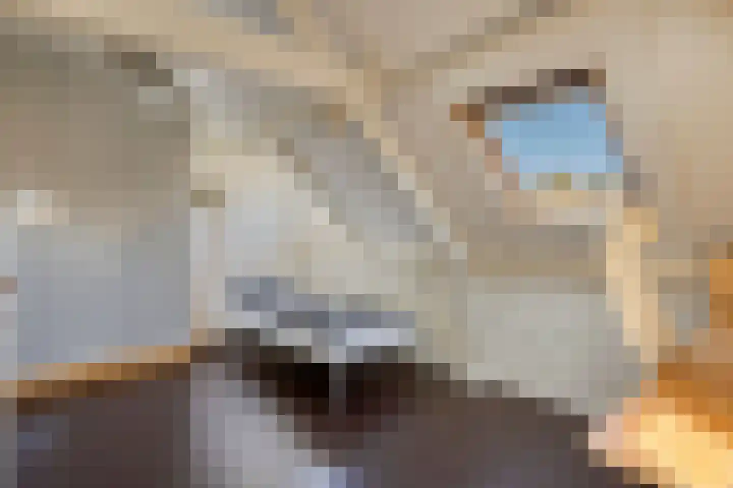 Silenenstraat 28 's-Hertogenbosch thumbnail 22