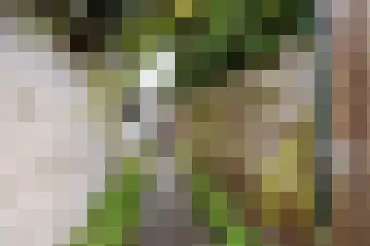 Silenestraat 11 Hilversum thumbnail 20