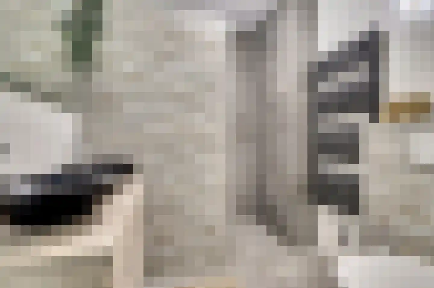 Silenus 72 Cuijk thumbnail 35