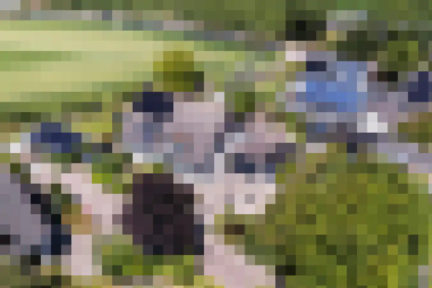 Sillân 6 Britsum thumbnail 49