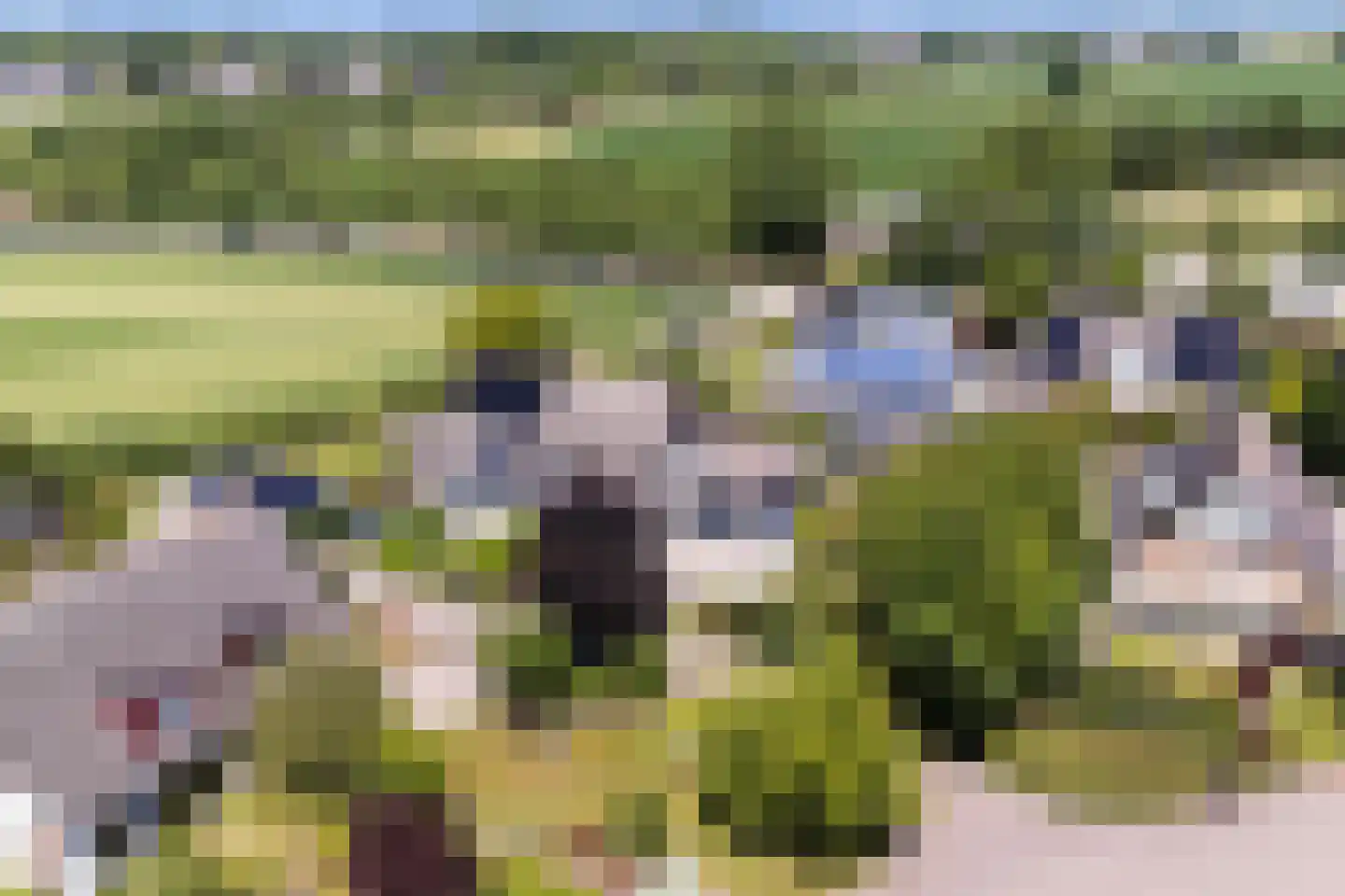 Sillân 6 Britsum thumbnail 52