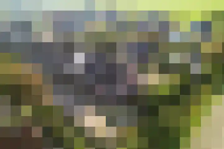 Simon Sipmastrjitte 16 Kimswerd thumbnail 37