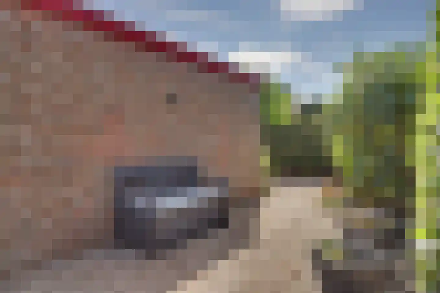 Sinckelsant 26 Callantsoog thumbnail 15
