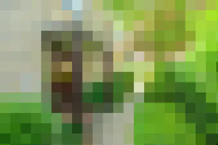 Sinckelsant 31 Callantsoog thumbnail 32