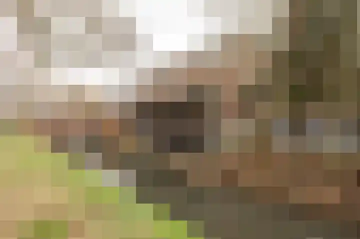 Singel 16 Wijk bij Duurstede thumbnail 38