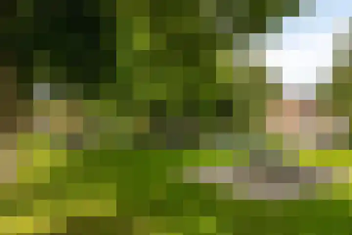 Singel 17 Stompetoren thumbnail 43