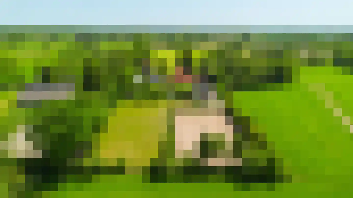 Singel 38 Lippenhuizen thumbnail 39